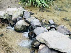 -白水寺森林公园