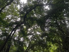 -上海滨江森林公园