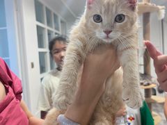 -楼上猫咖(罗湖店)