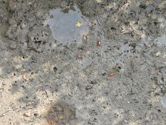 -北海金海湾红树林生态旅游区