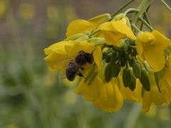 -中国天府农业博览园