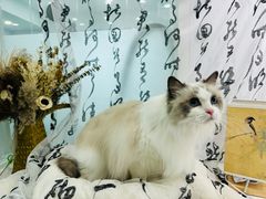 -爱洗澡的猫(望京店)