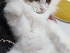 -COLOR PETS 撸猫馆·购猫·猫咖(长风大悦城店)