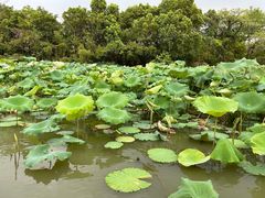 -西溪国家湿地公园