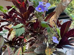 -中国科学院西双版纳热带植物园