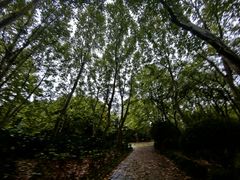 -上海共青森林公园