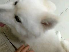 -波姐宠物家庭寄养
