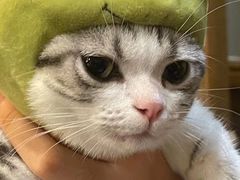 -Bastet sally猫舍购宠(静安店)