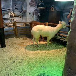 -Zoolung Zoolung动物主题公园(海信广场店)