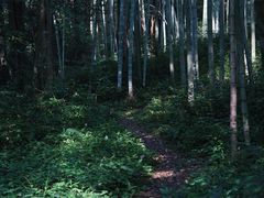 -西湖风景区十里琅珰-五云山