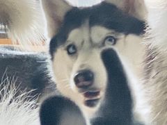 -Husky Go! 哈士奇体验馆·宠物咖啡厅狗咖