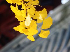 -四川大学(望江校区)