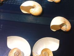 -青岛贝壳博物馆