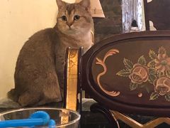 -猫色咖啡·猫咖