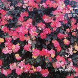 汉中市区！内走路就能到的赏花地