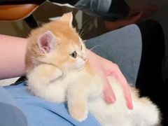 -猫十亿·布偶金渐层·曼基康矮脚猫舍(青年路店)