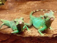 -上海大自然野生昆虫馆