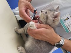 -瑞派动物医院·猫专科·至诚(江南中分院)