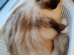 -Catmate·猫肥家润(金润铂宫店)