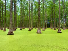 -渌洋湖湿地公园