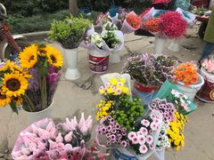 -三圣花乡旅游区