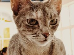 -猫小院猫主题餐厅(南锣旗舰店)