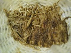 -狮龙啤酒烧烤屋(建二路店)
