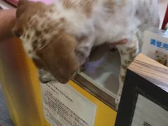 -严国平动物医院(德政总院)