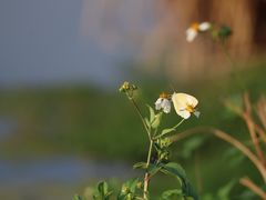 -白鹭湾湿地公园