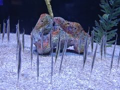 -上海海洋水族馆