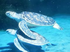 -常州海昌海洋探索馆