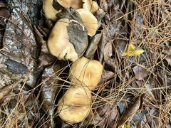 -铁山坪森林公园