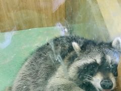 -藦茜花园宠物主题亲子互动体验馆(国顺东路店)