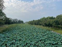 -大兴滨河森林公园