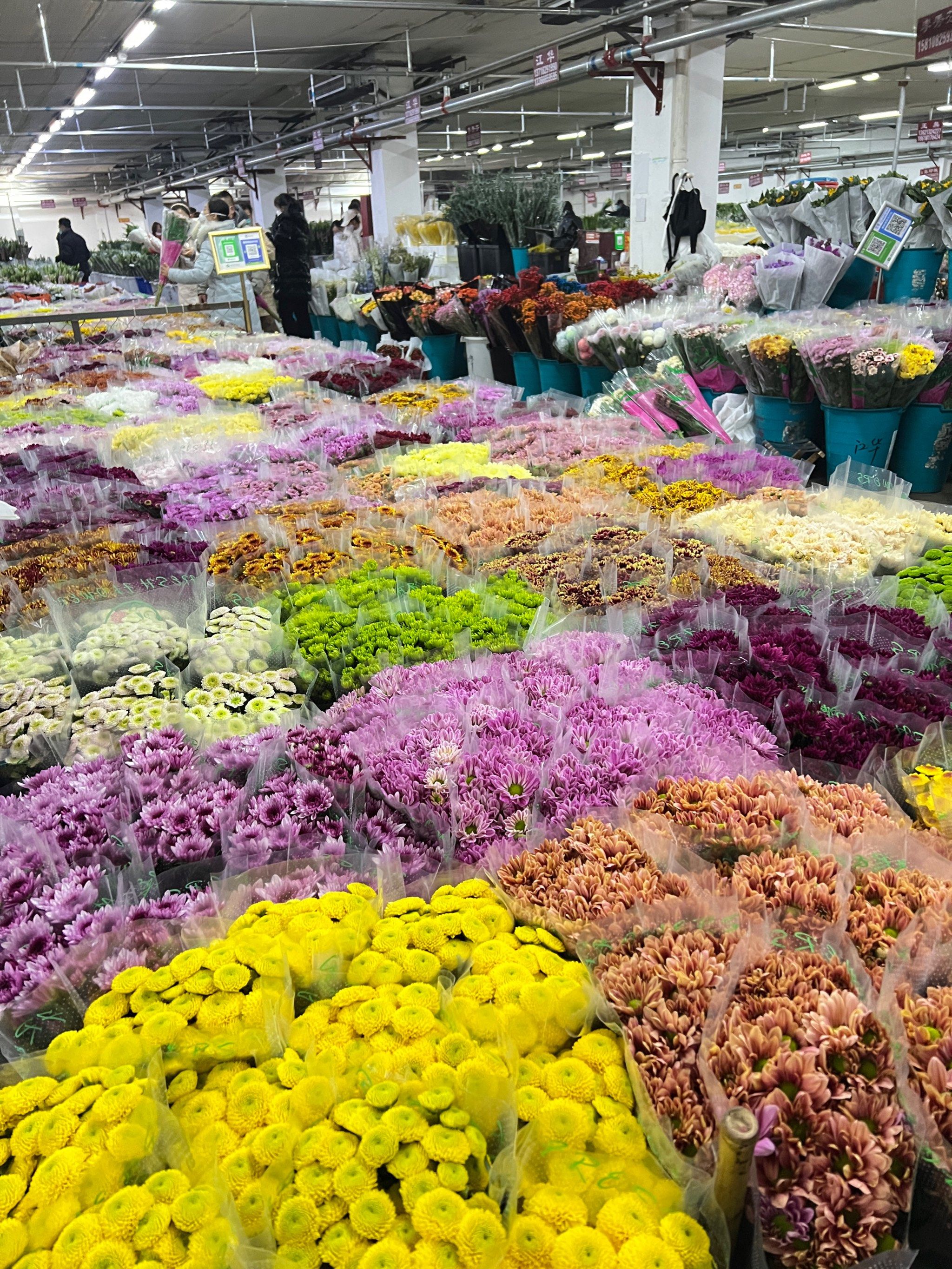 春节逛花卉市场,新年花卉采买