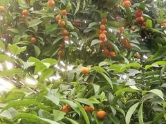 -呀路古热带植物园
