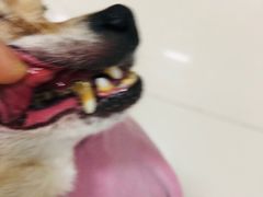 -美联众合动物医院·24h转诊中心
