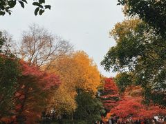 -秋霞圃