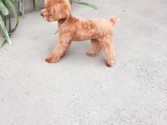 -芭比堂动物医院·24小时·眼科中心(深圳中心)