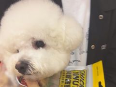 -BABIT巴比特宠物(MOMOPARK店)