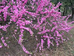 -北京西山国家森林公园