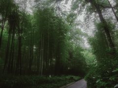 -云栖竹径