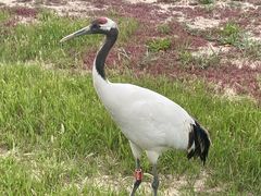 -盐城丹顶鹤湿地生态旅游区