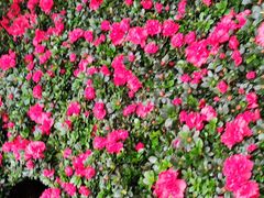 -龙大花卉苗木市场