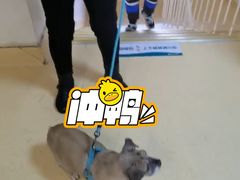 -瑞派宠物医院·24小时骨科·心脏·核磁(哈尔滨南岗店)