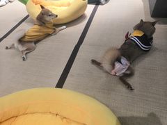 -逗柴咖啡屋·狗咖猫咖宠物桌游