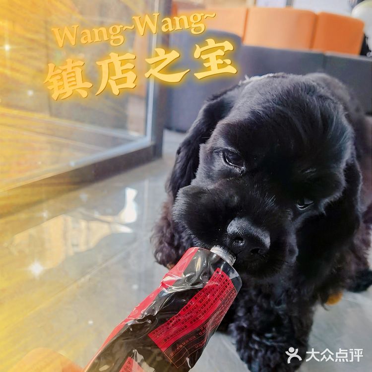 探店 ‖ 一起养宠物,一起快乐吧~