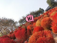 -金卉庄园