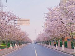 -高东镇樱花园