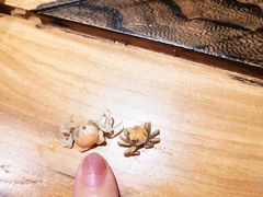 -虾宝贝胶东海鲜·渔家菜(小西天店)